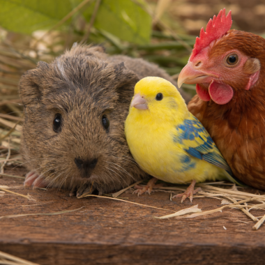 FODER OG UDSTYR TIL GNAVER OG FUGL