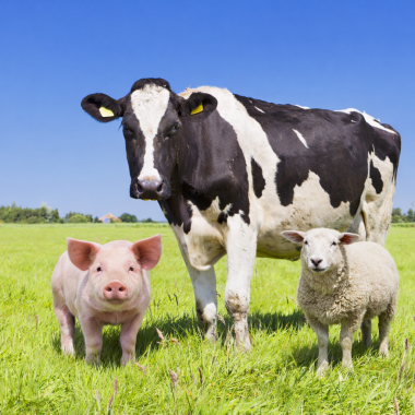 FODER OG UDSTYR TIL F&Aring;R/KV&AElig;G/SVIN