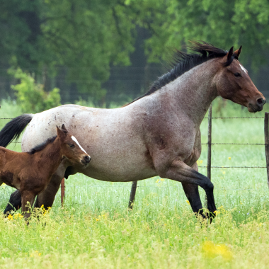 FODER OG UDSTYR TIL HEST